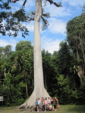 Sacred Mayan Tree at Tikal